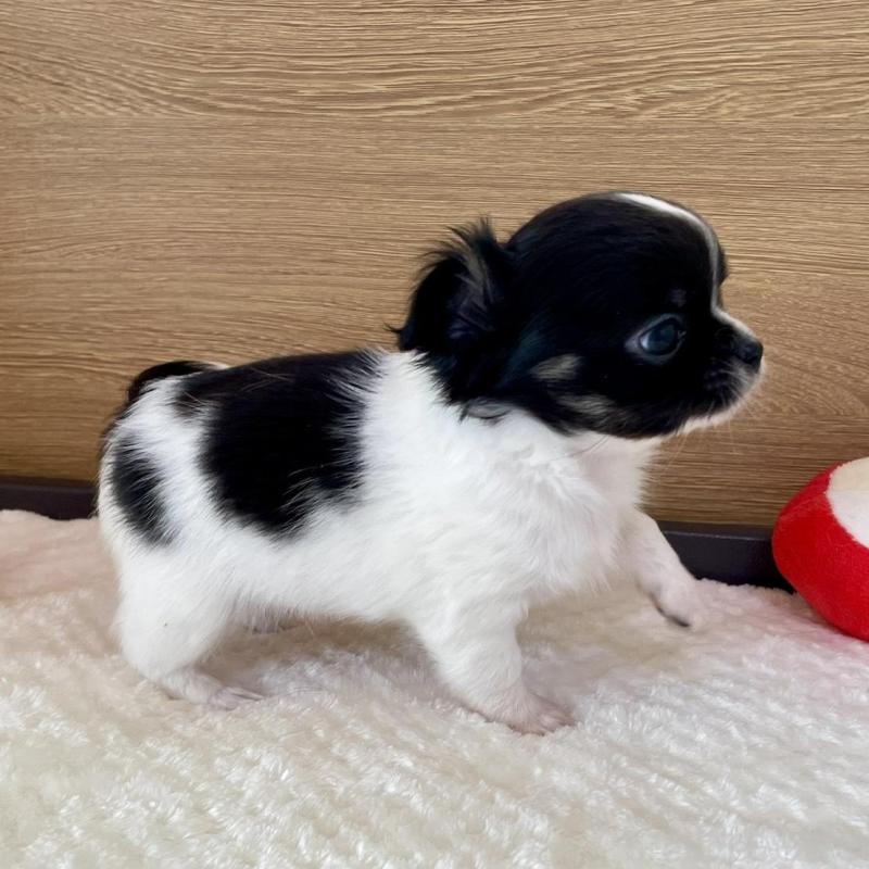 販売中の栃木県のチワワ(ロングコート)-437942の5枚目