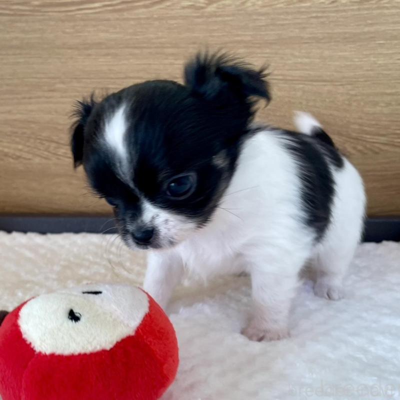 販売中の栃木県のチワワ(ロングコート)-437942の4枚目