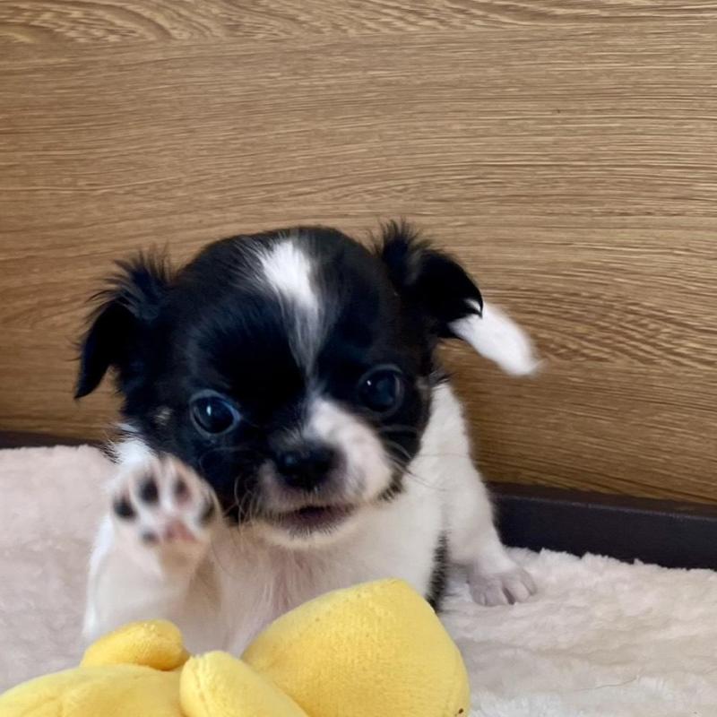 販売中の栃木県のチワワ(ロングコート)-437942の3枚目