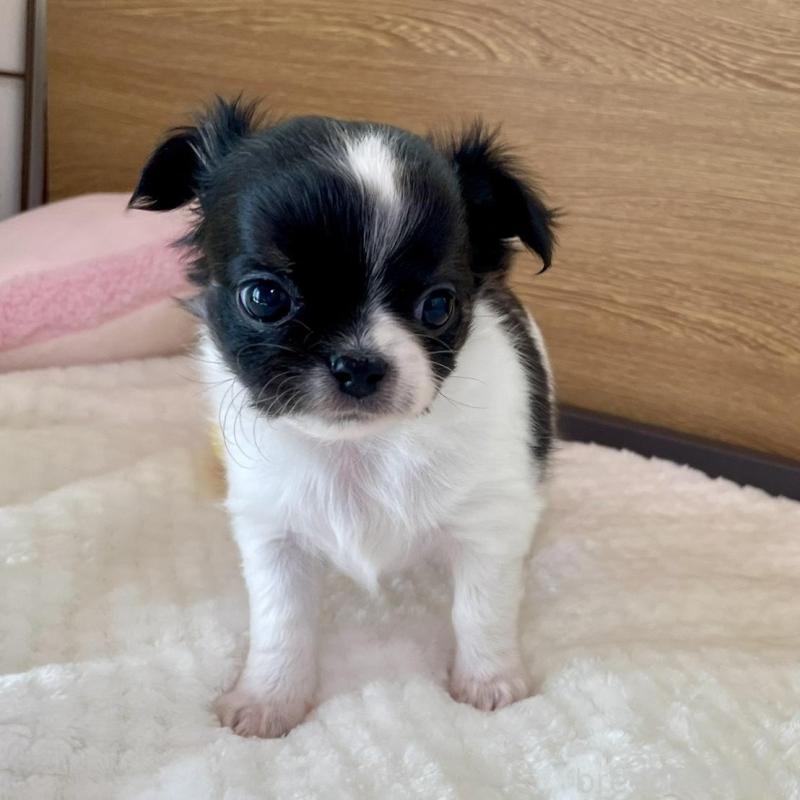 販売中の栃木県のチワワ(ロングコート)-437942の2枚目