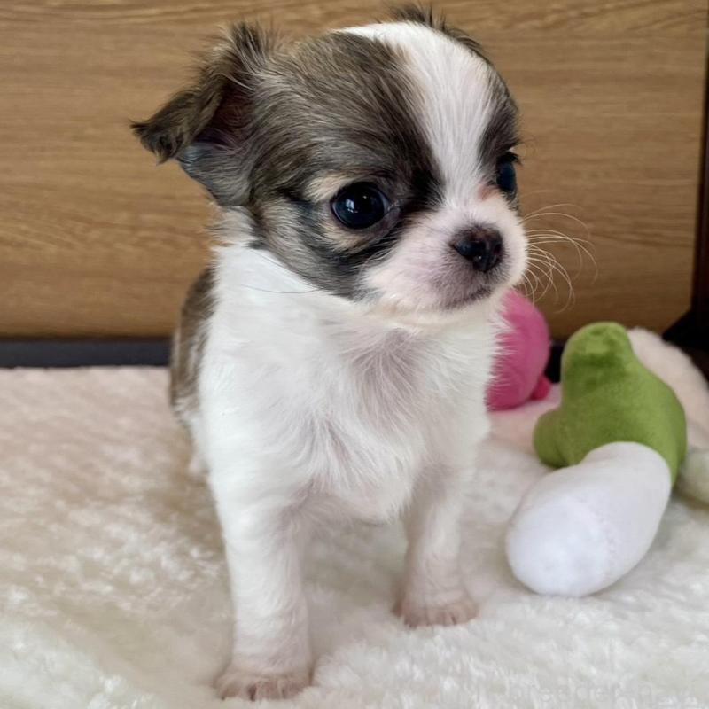 販売中の栃木県のチワワ(ロングコート)-437943の6枚目