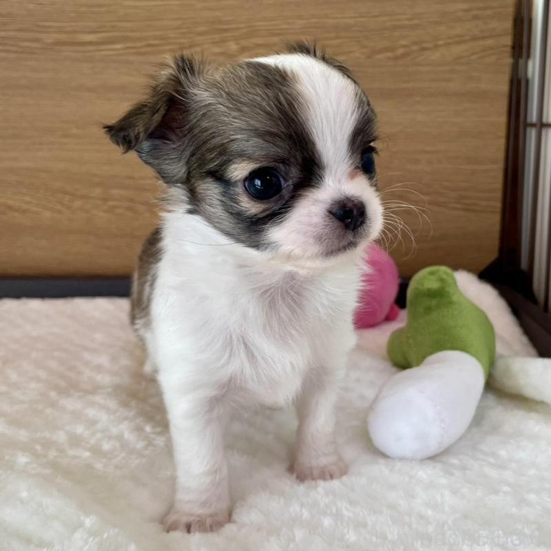 販売中の栃木県のチワワ(ロングコート)-437943