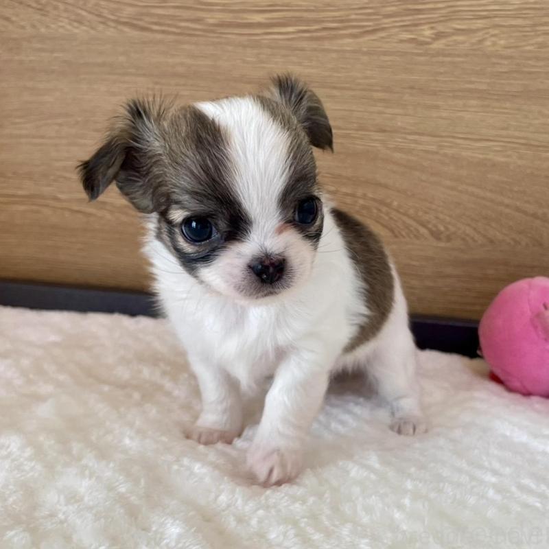 販売中の栃木県のチワワ(ロングコート)-437943の5枚目