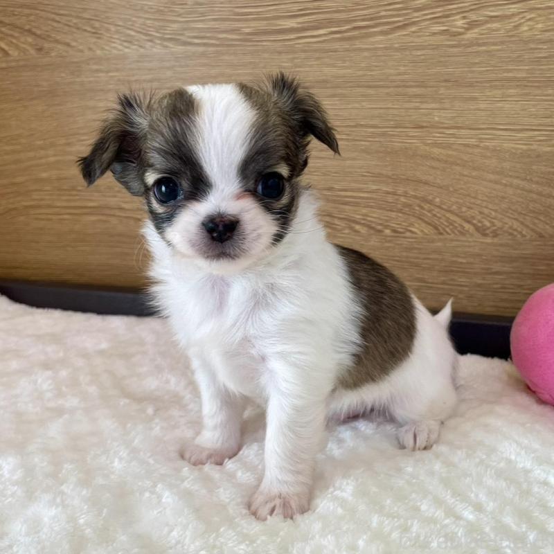 販売中の栃木県のチワワ(ロングコート)-437943の4枚目