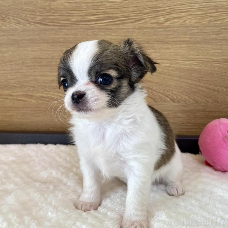 販売中の栃木県のチワワ(ロングコート)-437943の3枚目