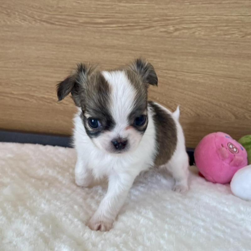 販売中の栃木県のチワワ(ロングコート)-437943の2枚目