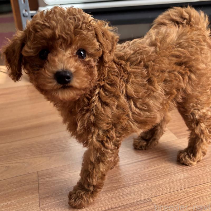 販売中の高知県のタイニープードル-437960の2枚目