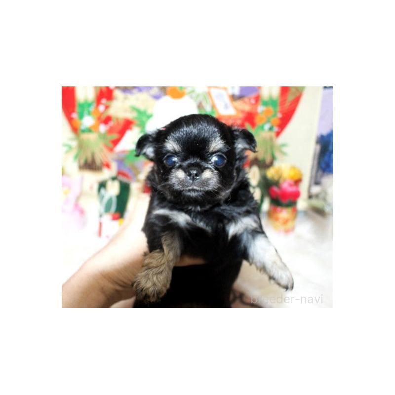 販売中の福岡県のチワワ(ロングコート)-437944の7枚目