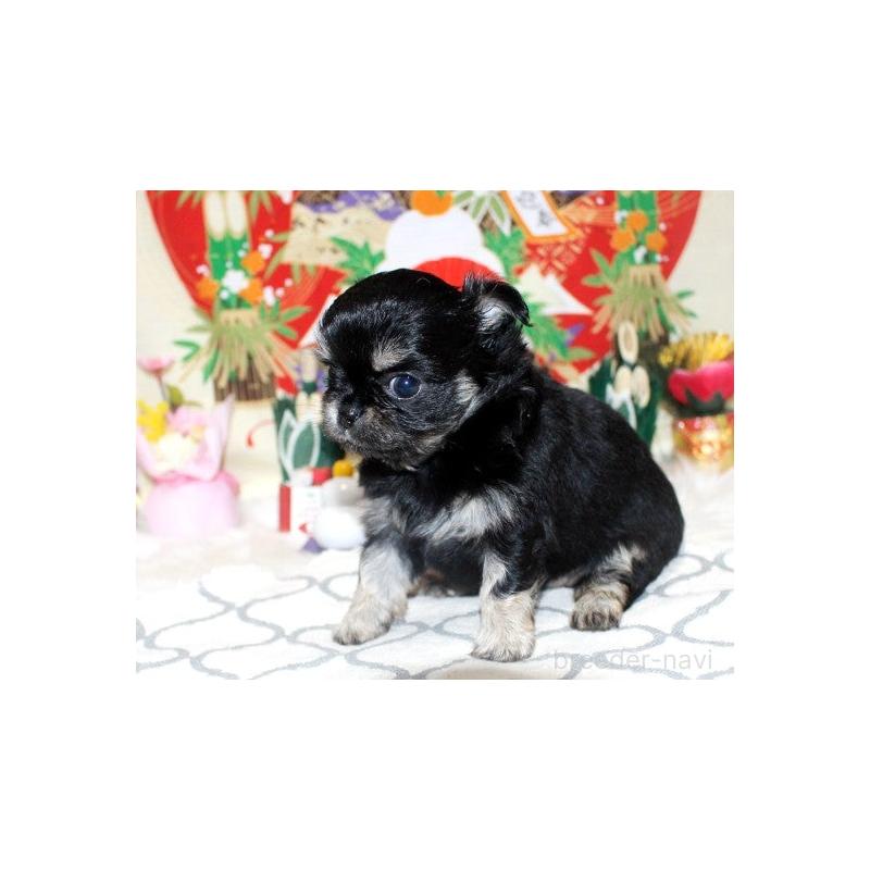 販売中の福岡県のチワワ(ロングコート)-437944の6枚目