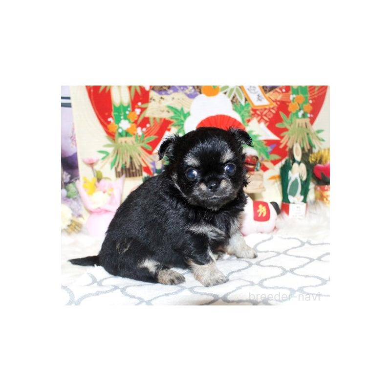 販売中の福岡県のチワワ(ロングコート)-437944の5枚目