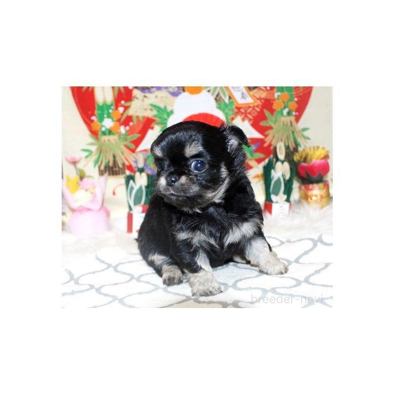 販売中の福岡県のチワワ(ロングコート)-437944の4枚目