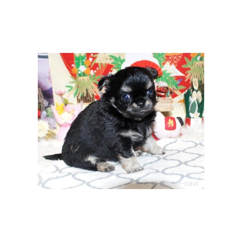 販売中の福岡県のチワワ(ロングコート)-437944の3枚目