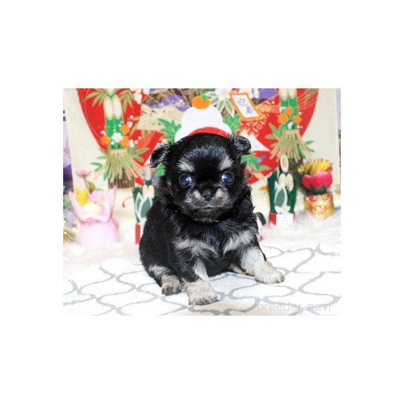 販売中の福岡県のチワワ(ロングコート)-437944の2枚目