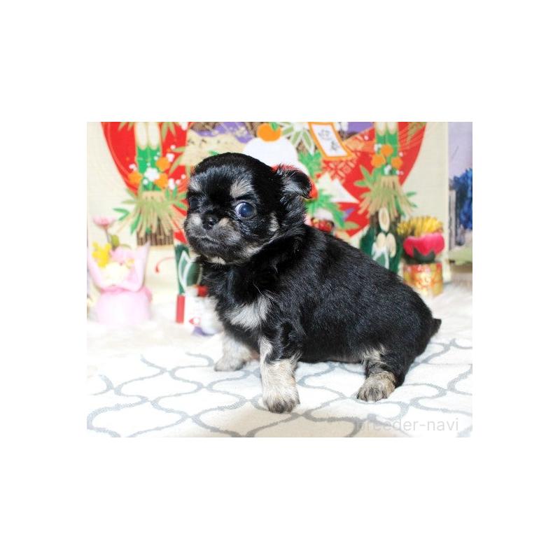 販売中の福岡県のチワワ(ロングコート)-437944