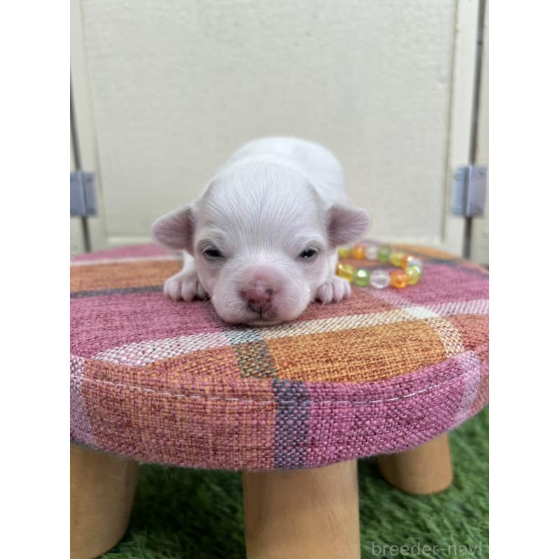 販売中の北海道のチワワ(ロングコート)-437945の8枚目