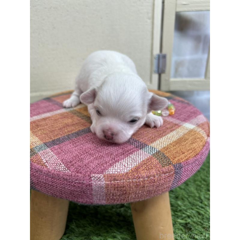 販売中の北海道のチワワ(ロングコート)-437945の7枚目