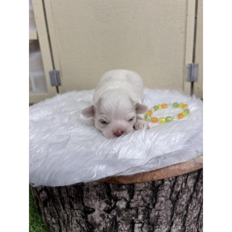 販売中の北海道のチワワ(ロングコート)-437945の6枚目