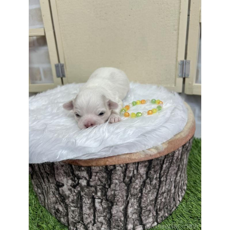 販売中の北海道のチワワ(ロングコート)-437945の5枚目