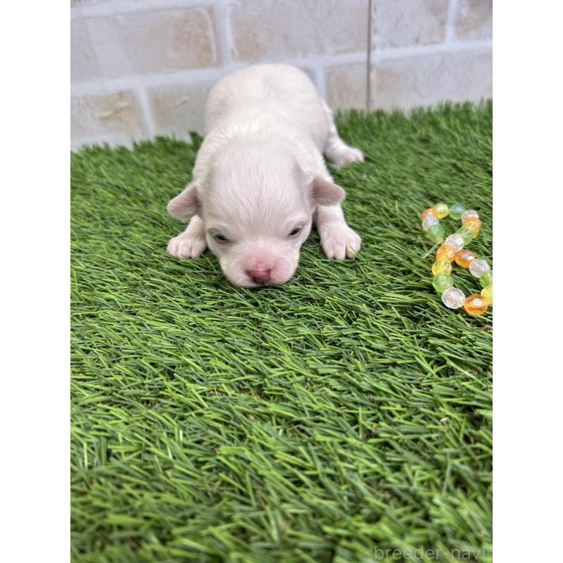 販売中の北海道のチワワ(ロングコート)-437945の4枚目