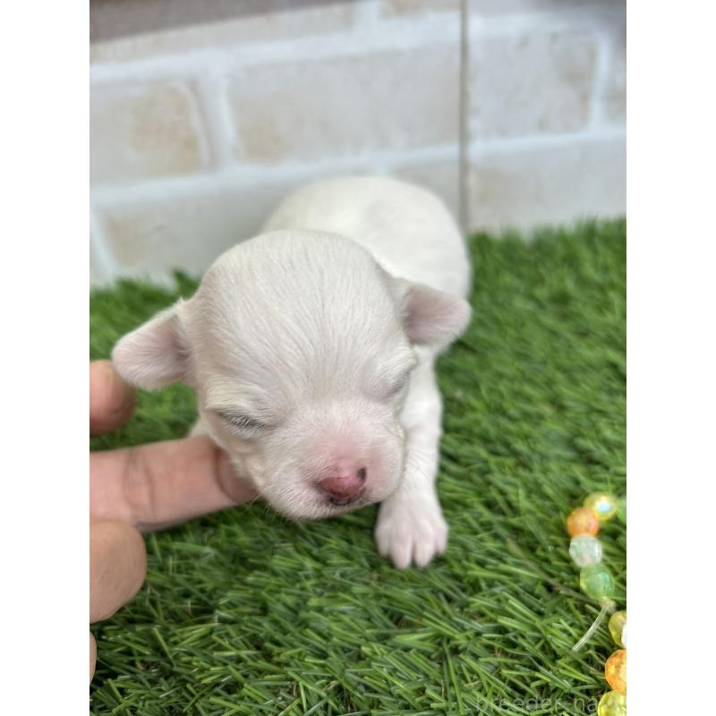 販売中の北海道のチワワ(ロングコート)-437945の3枚目