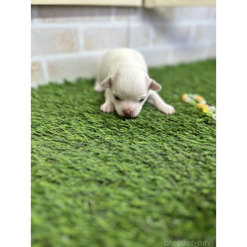 販売中の北海道のチワワ(ロングコート)-437945の2枚目