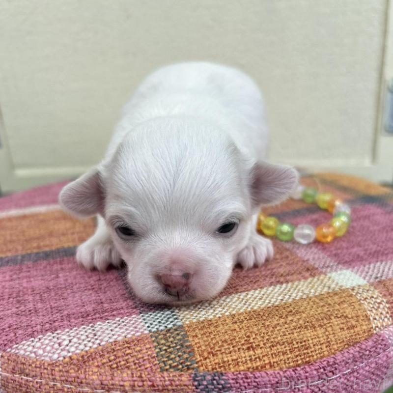 販売中の北海道のチワワ(ロングコート)-437945の1枚目