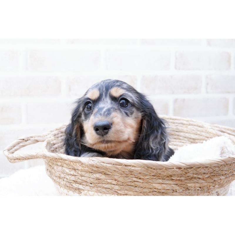 成約済の神奈川県のミニチュアダックスフンド(ロングヘアード)-434852の4枚目