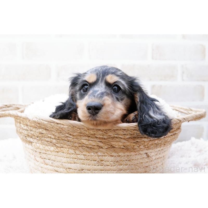 成約済の神奈川県のミニチュアダックスフンド(ロングヘアード)-434852の2枚目