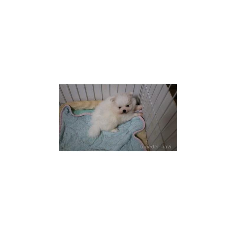 販売中の静岡県のポメラニアン-433884の4枚目