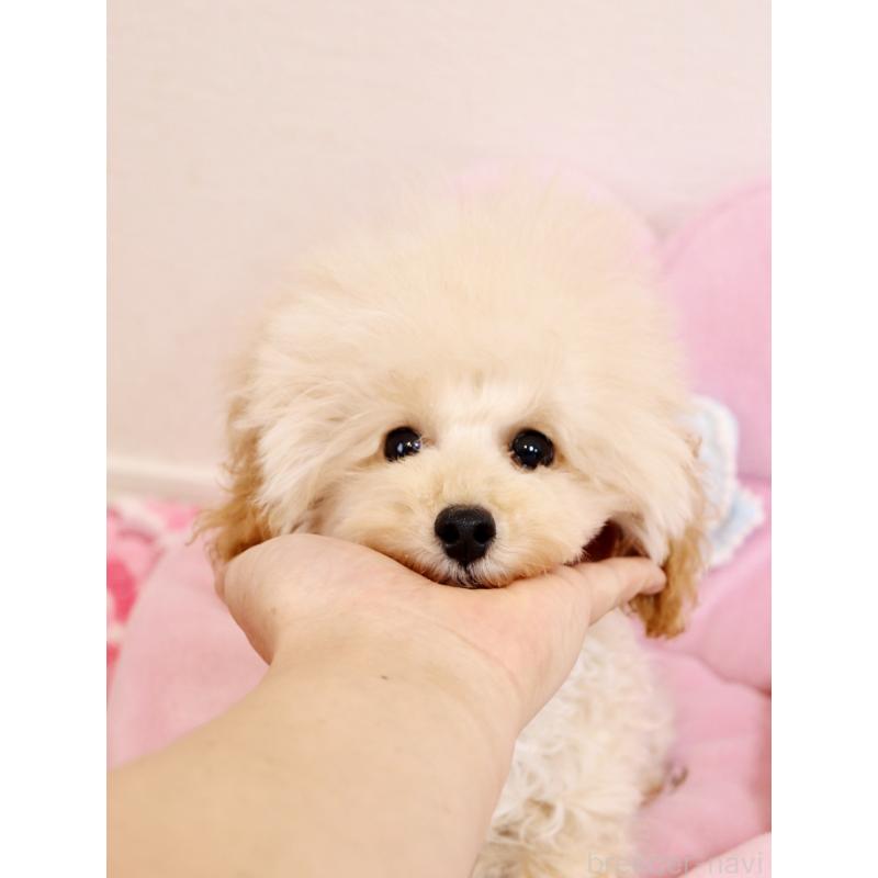 成約済の宮城県のティーカッププードル-423048の5枚目