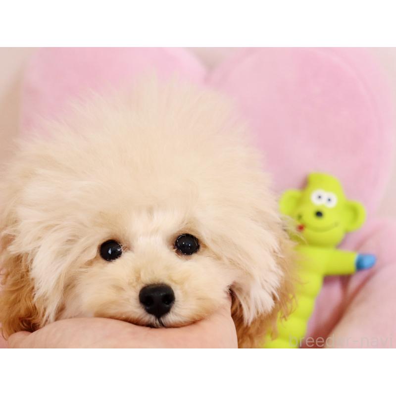 成約済の宮城県のティーカッププードル-423048の4枚目