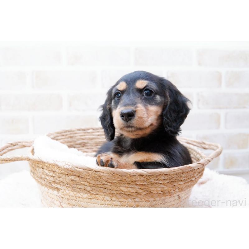 成約済の神奈川県のミニチュアダックスフンド(ロングヘアード)-434854の5枚目