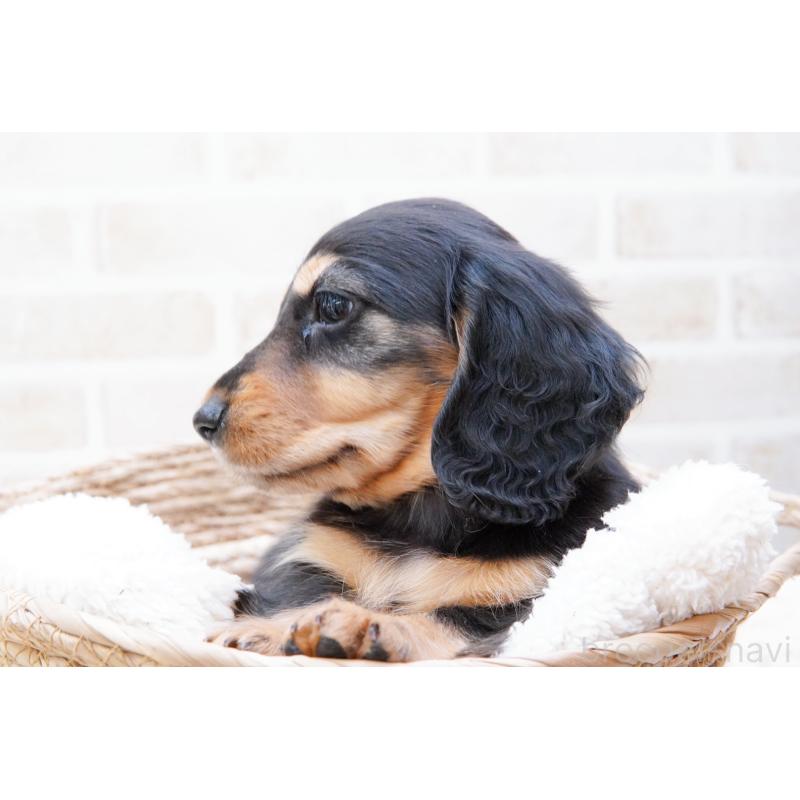 成約済の神奈川県のミニチュアダックスフンド(ロングヘアード)-434854の4枚目