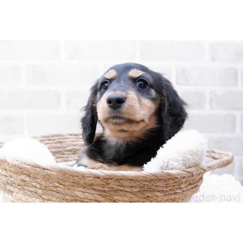 成約済の神奈川県のミニチュアダックスフンド(ロングヘアード)-434854の3枚目