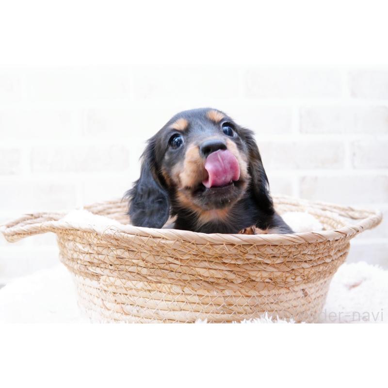 商談中の神奈川県のミニチュアダックスフンド(ロングヘアード)-434844の5枚目