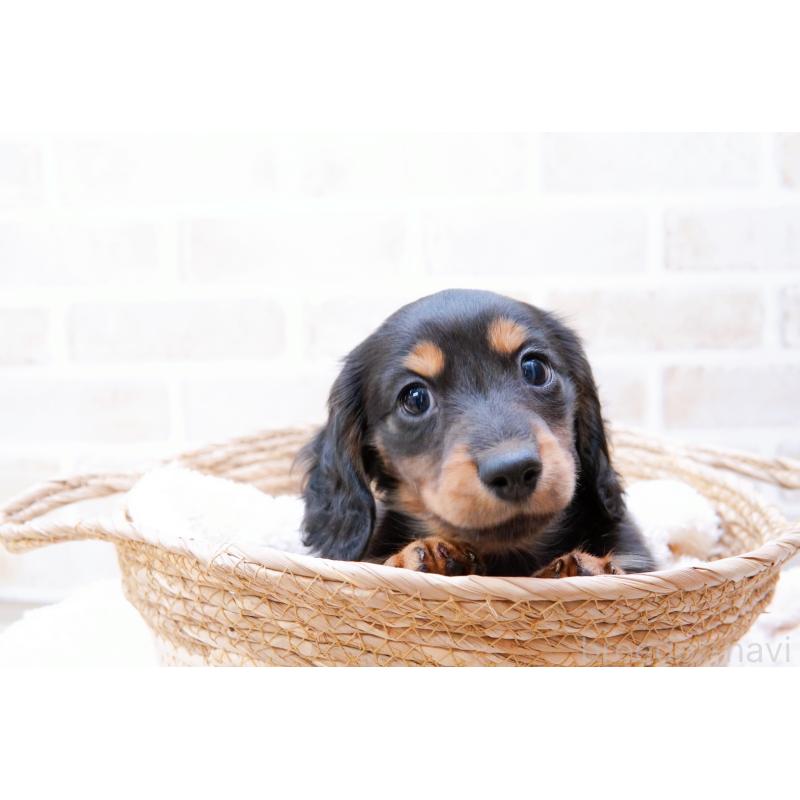 商談中の神奈川県のミニチュアダックスフンド(ロングヘアード)-434844の4枚目