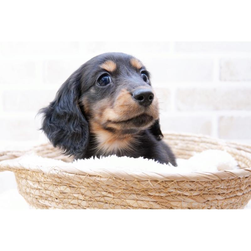 商談中の神奈川県のミニチュアダックスフンド(ロングヘアード)-434844の3枚目