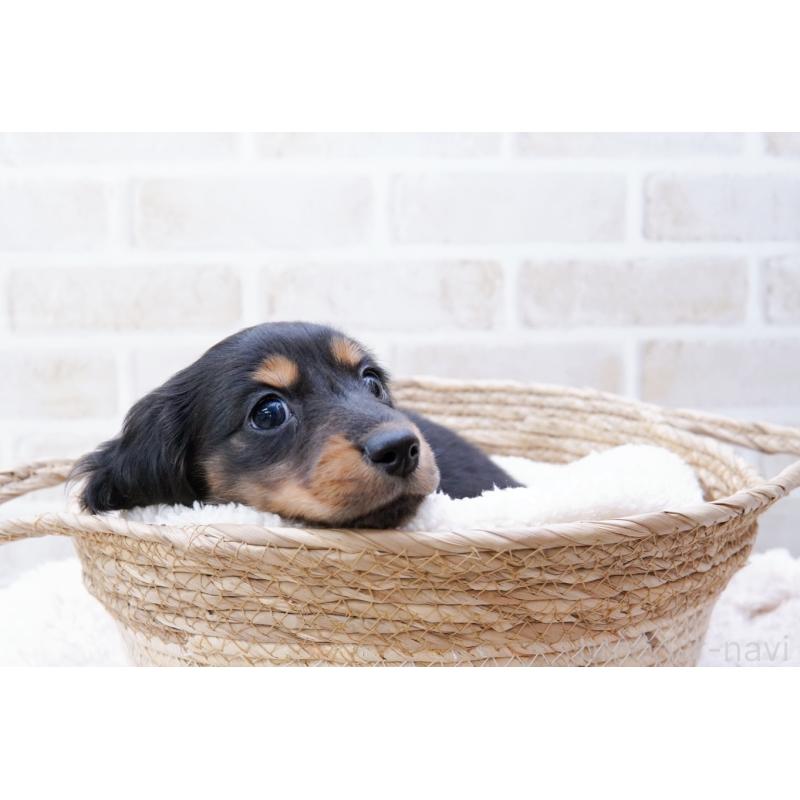 商談中の神奈川県のミニチュアダックスフンド(ロングヘアード)-434844の2枚目