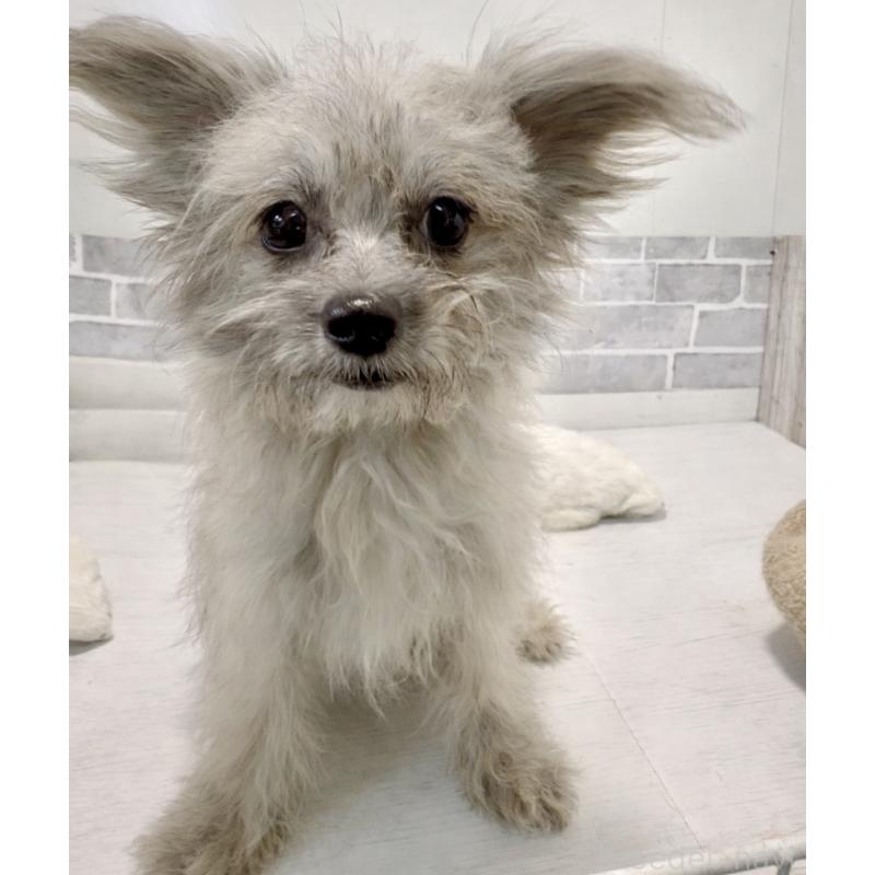 販売中の東京都のチワプー:チワワ×トイプードル-381398