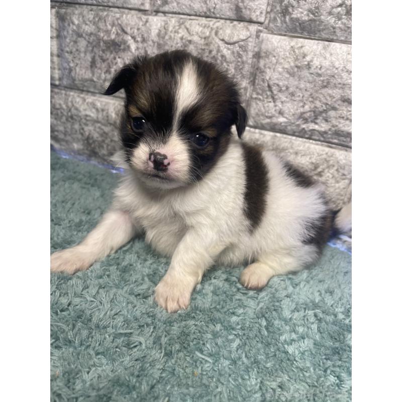 販売中の千葉県のチワズー:チワワ×シーズー-437947の3枚目