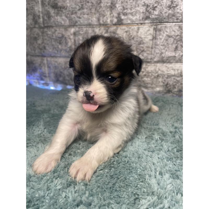 販売中の千葉県のチワズー:チワワ×シーズー-437947の2枚目