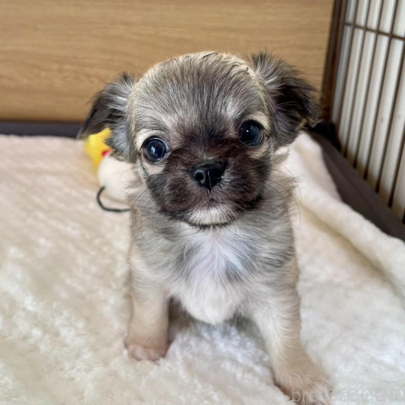 販売中の栃木県のチワワ(ロングコート)-437948