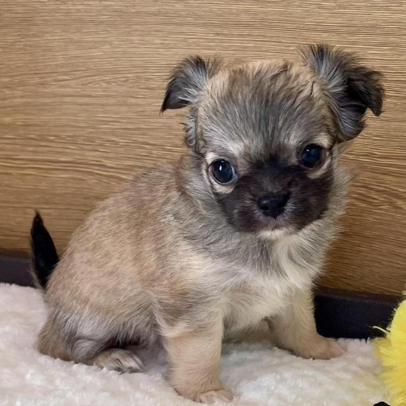 販売中の栃木県のチワワ(ロングコート)-437948の6枚目