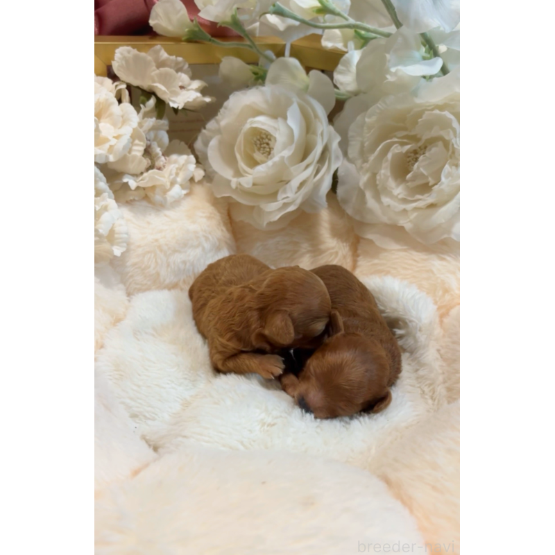 販売中の大阪府のティーカッププードル-437962の5枚目