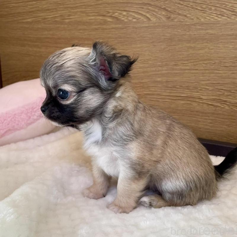 販売中の栃木県のチワワ(ロングコート)-437948の5枚目