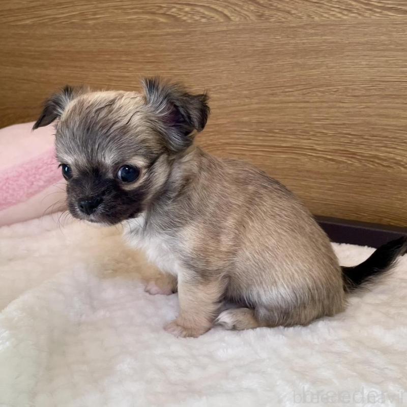 販売中の栃木県のチワワ(ロングコート)-437948の4枚目