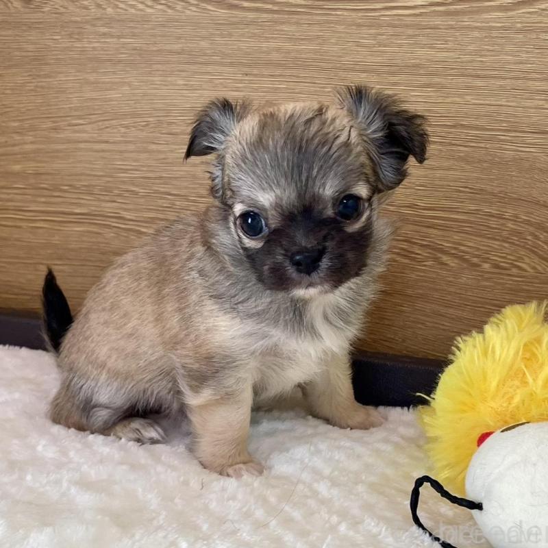 販売中の栃木県のチワワ(ロングコート)-437948の3枚目