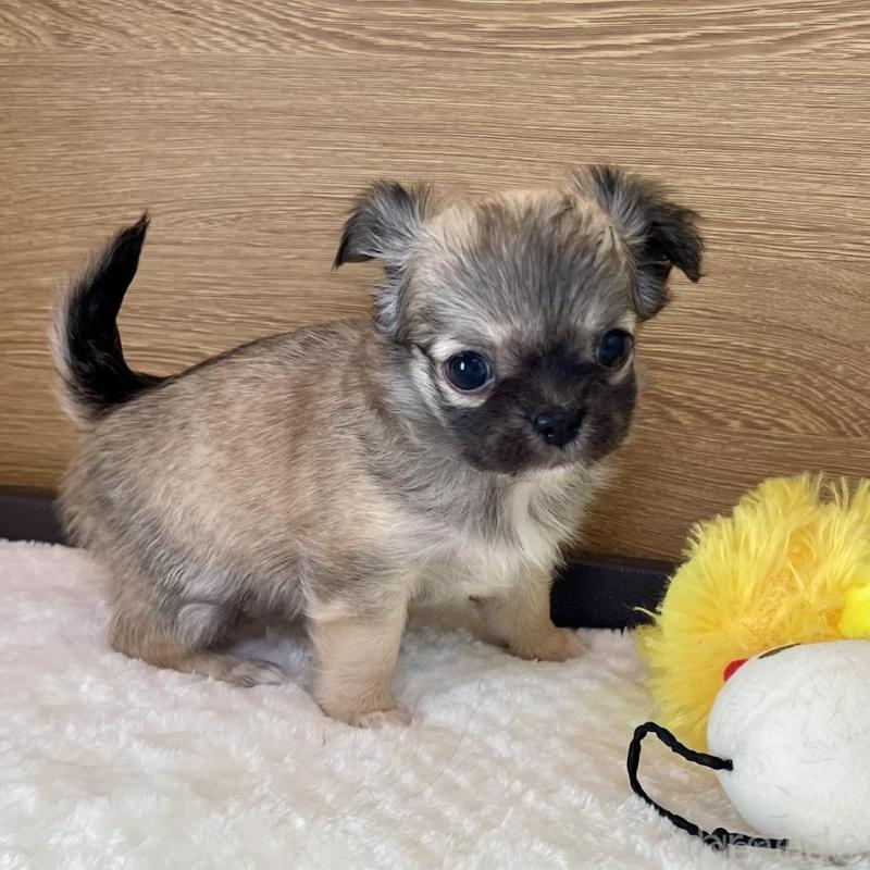 販売中の栃木県のチワワ(ロングコート)-437948の2枚目