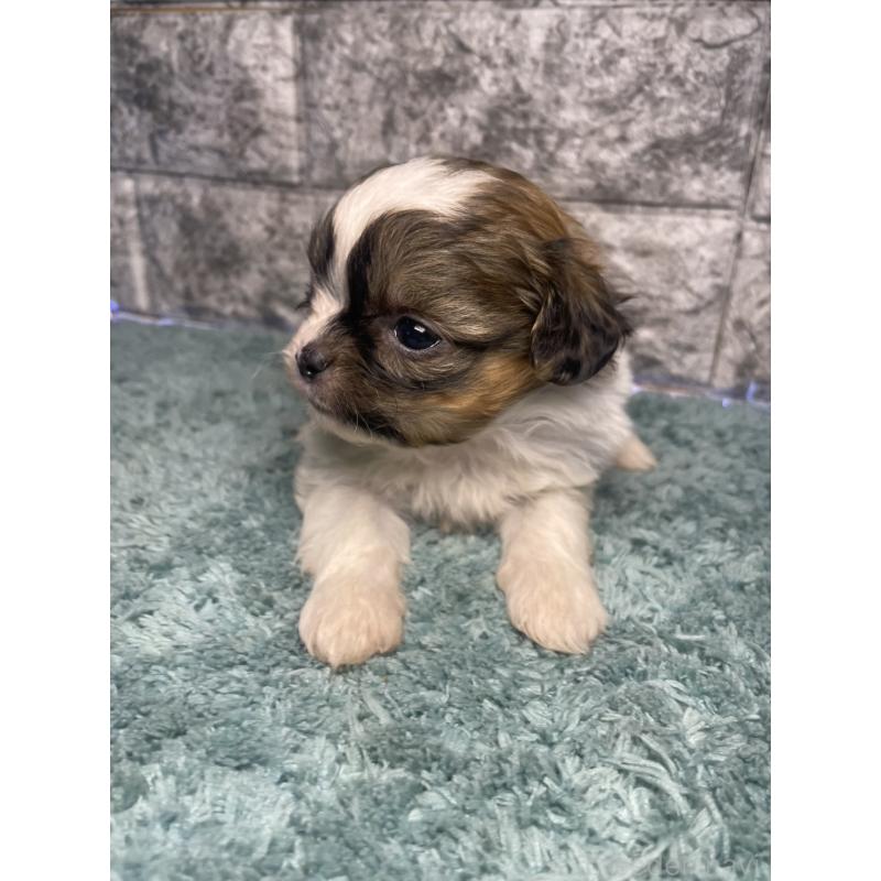 販売中の千葉県のチワズー:チワワ×シーズー-437950の3枚目