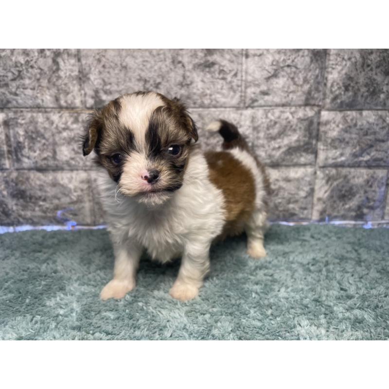 販売中の千葉県のチワズー:チワワ×シーズー-437950の2枚目